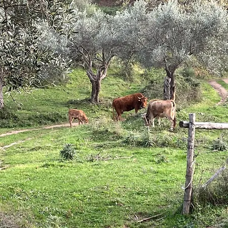 Feriegård Agriturismo Serre Sant'Agata di Militello